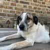 Liebevoller Hund REX sucht seinen Menschen!