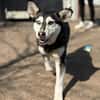 Desire -Wunderschöne freundliche Husky