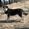 Desire -Wunderschöne freundliche Husky