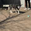 Desire -Wunderschöne freundliche Husky