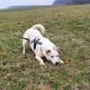BUDDY - erfahrene Hunde-Menschen gesucht