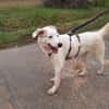 BUDDY - erfahrene Hunde-Menschen gesucht