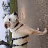 BUDDY - erfahrene Hunde-Menschen gesucht