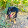 Buddy sehr sozial und lieb