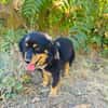 Buddy sehr sozial und lieb