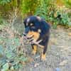 Buddy sehr sozial und lieb