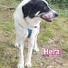Hera, 09/23 - in 86529 Schrobenhausen