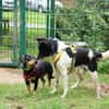 Harvey 45 cm geb. 12/2015 wäre fast verhungert