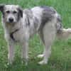 Freya 54cm geb. 08/2022 sucht ein Zuhause