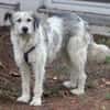 Freya 54cm geb. 08/2022 sucht ein Zuhause