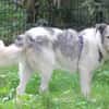 Freya 54cm geb. 08/2022 sucht ein Zuhause