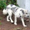 Freya 54cm geb. 08/2022 sucht ein Zuhause