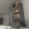 MOUCHE