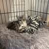 JADE (en cours d'adoption)