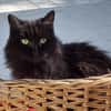 Dolly (En cours d'adoption)