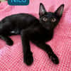 NICO