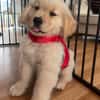 Chiot golden retriever à l'adoption