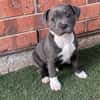 Chiot staffordshire bull terrier cherche famille pour la vie !