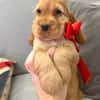 Julia Cocker spaniel anglais en adoption
