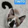 TINITO À ADOPTER AVEC FERNANDITO