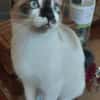 TINITO À ADOPTER AVEC FERNANDITO