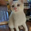 FERNANDITO À ADOPTER AVEC TINITO