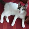 DULCE À ADOPTER AVEC MADALENA