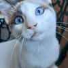 DULCE À ADOPTER AVEC MADALENA