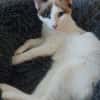 DULCE À ADOPTER AVEC MADALENA