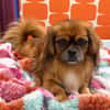 Pongo