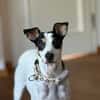 Fido - einfach ein ziemlich cooler Kerl