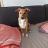 Freundlicher Junghund Fiete