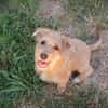 JASMIN  Kleine Struppelnase mit ganz viel Charme