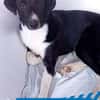 Leonardo - freut sich auf viele Hundfreunde