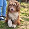 Pflegehund Tejo wartet in 66901 Schönenberg-Kübelberg