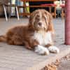 Pflegehund Tejo wartet in 66901 Schönenberg-Kübelberg