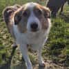 Hundedame Pinky❤sucht ruhiges Zuhause