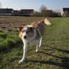 Hundedame Pinky❤sucht ruhiges Zuhause
