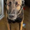 Laika  wartet in 50259 Pulheim auf deinen Besuch