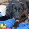 Berry, schwarze Schönheit sucht Zuhause