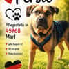 Persil - lieb, ruhig & verschmust