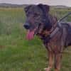 Tomy