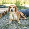 Storm sucht liebevolle Familie...