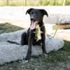 Mylo sucht sein zu Hause