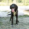 Mylo sucht sein zu Hause