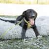 Mylo sucht sein zu Hause