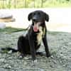 Mylo sucht sein zu Hause