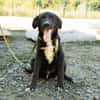 Mylo sucht sein zu Hause