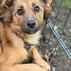 Hazel sucht liebevolle Familie...