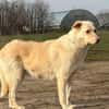 🐾❤ JINGLE, unser Allroundtalent !!